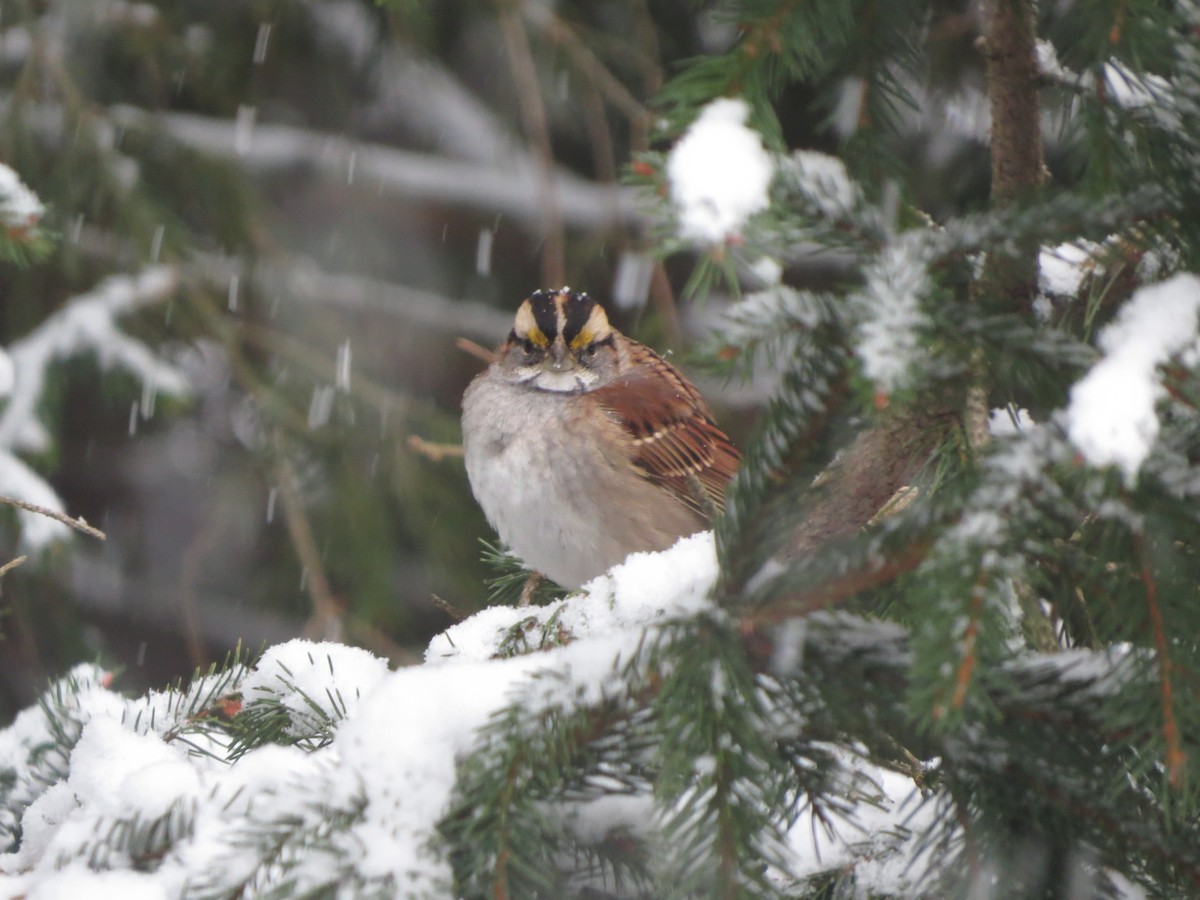 hvitstrupespurv - ML646722139