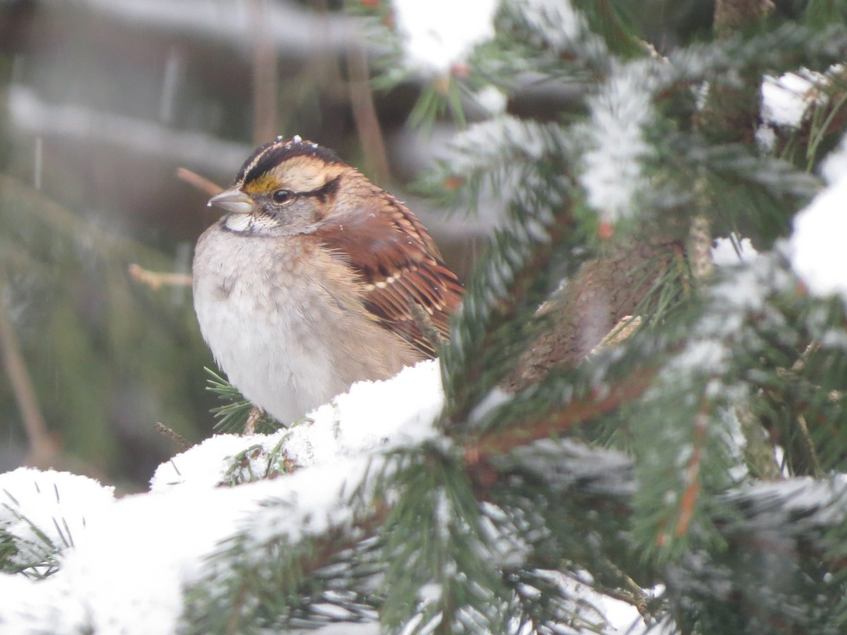 hvitstrupespurv - ML646722140