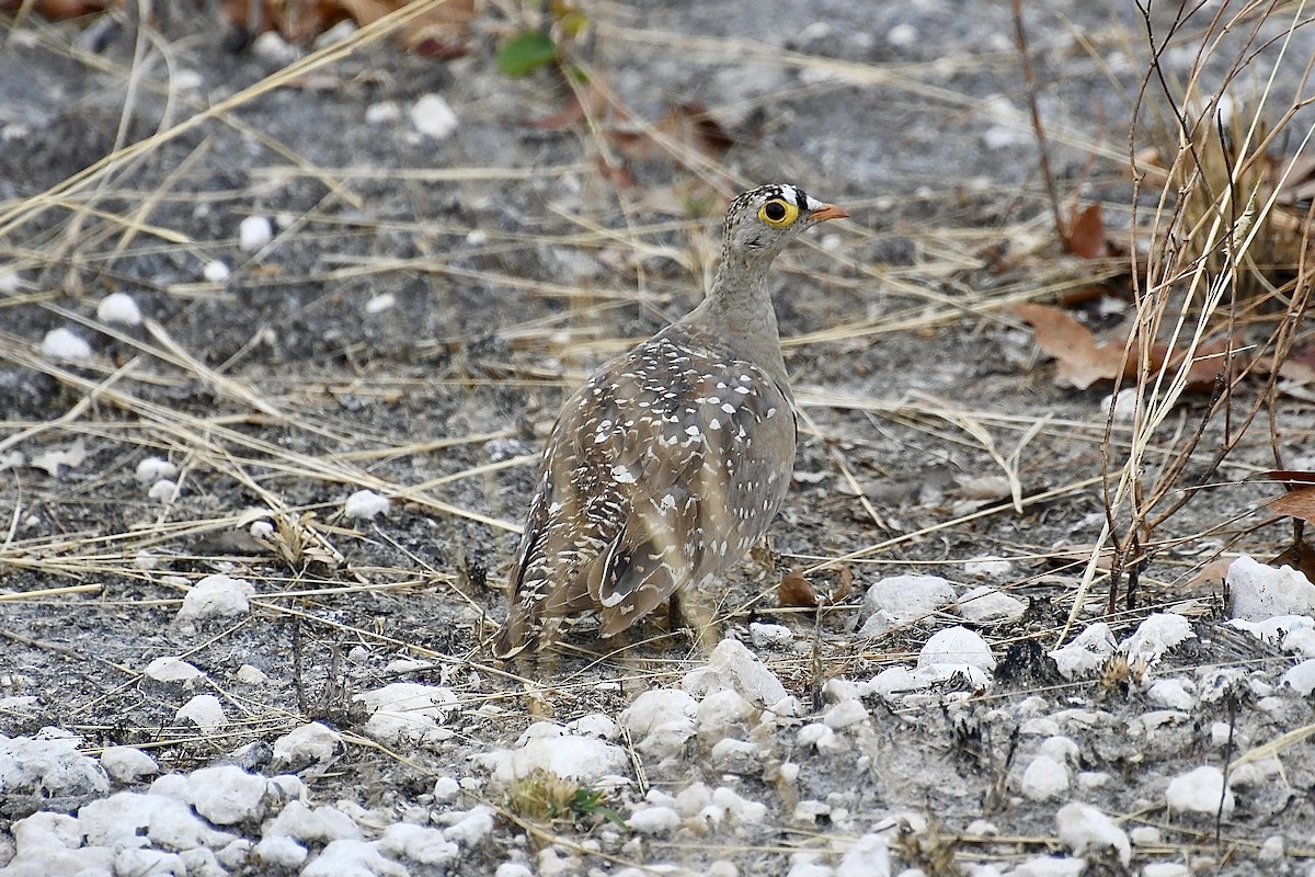 Ganga marrabikoa - ML646722141