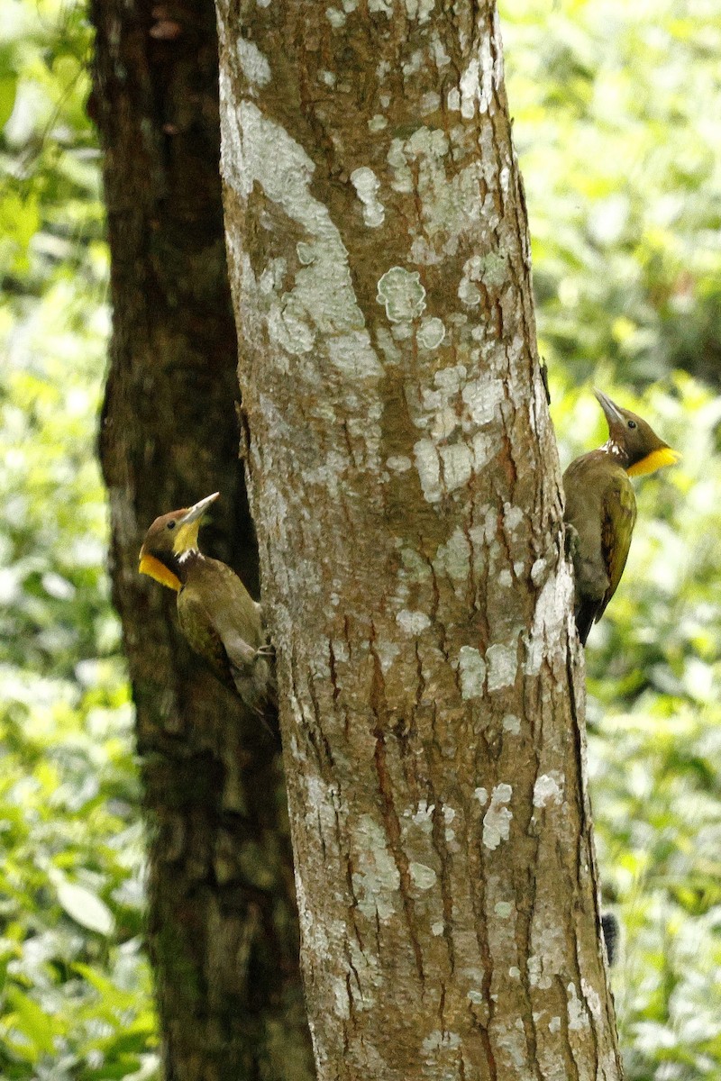 Greater Yellownape - ML646722142