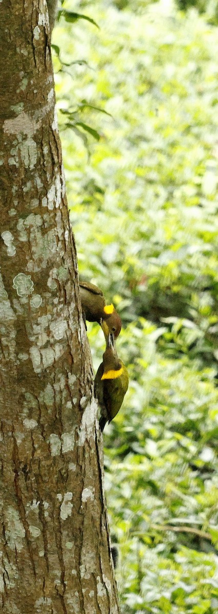 Greater Yellownape - ML646722143