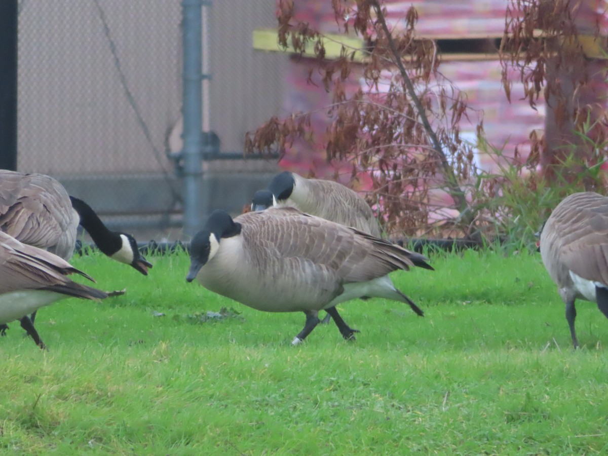 Canada Goose - ML646722144