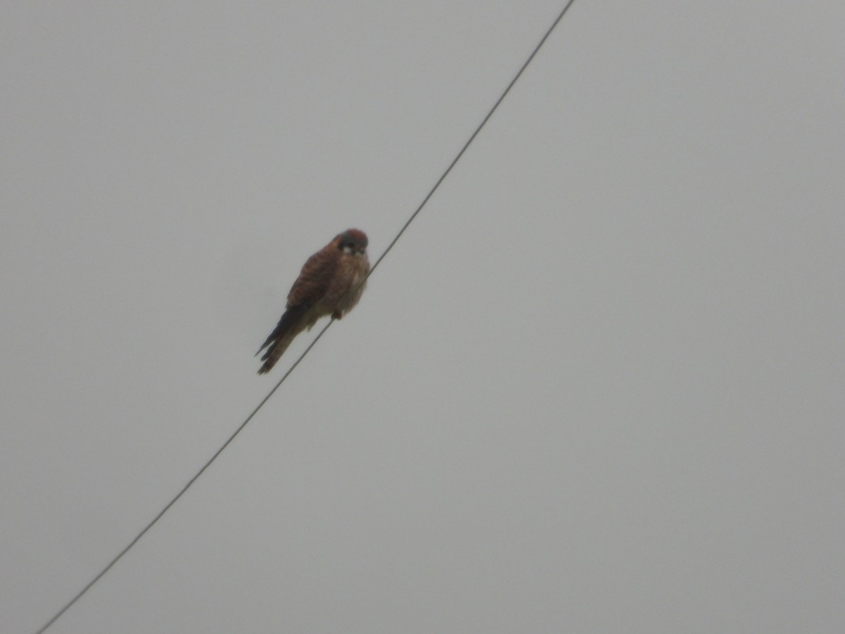 Buntfalke - ML646722150