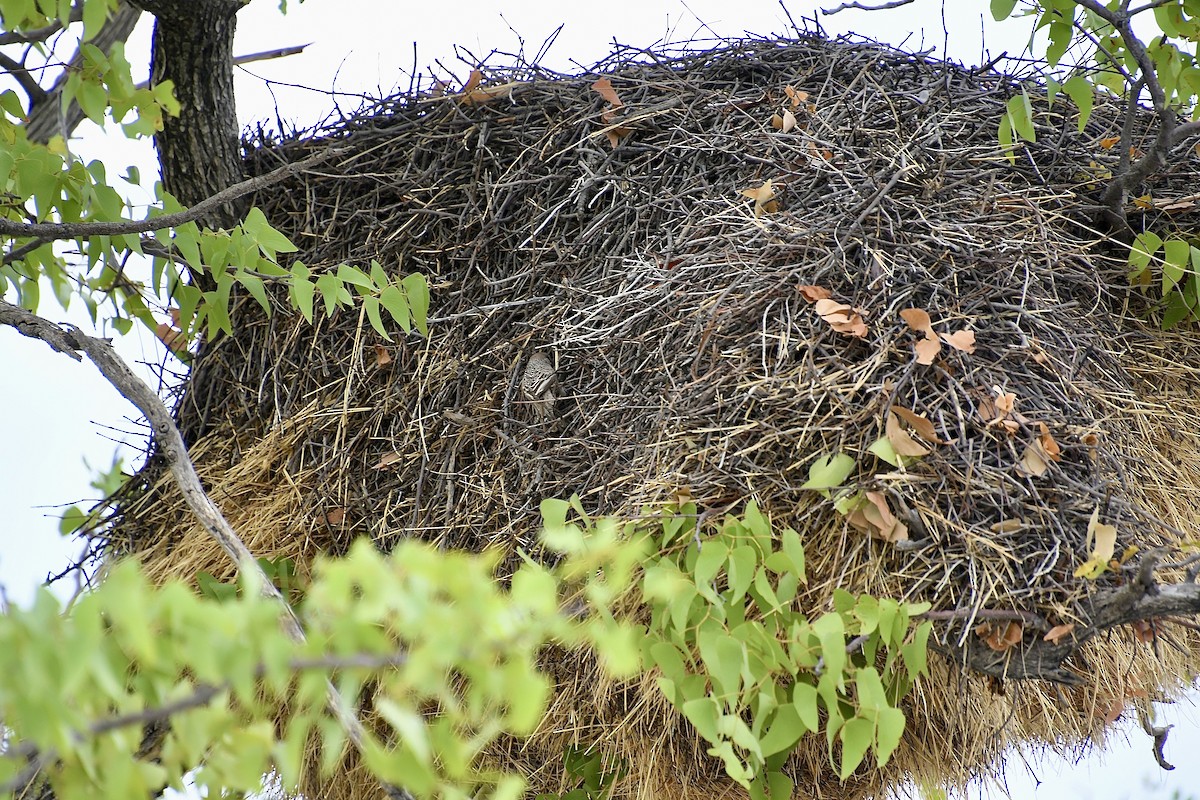 Sociable Weaver - ML646722155