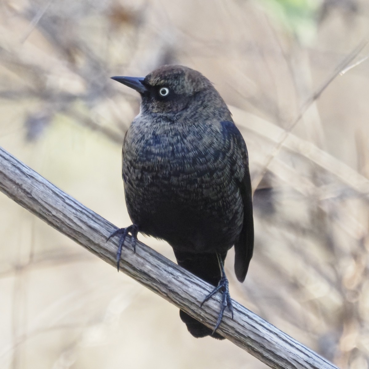 Rusty Blackbird - ML646722158