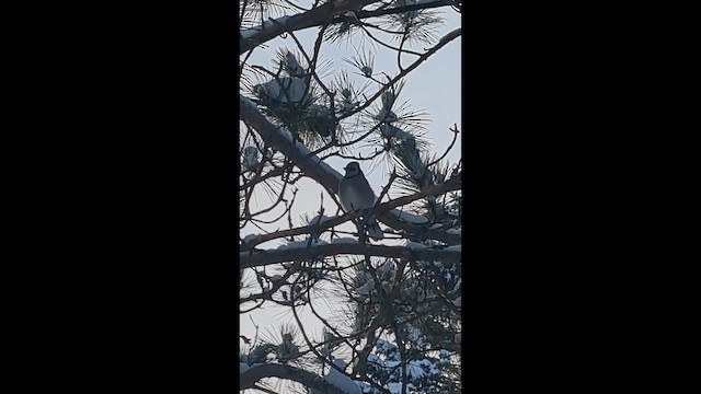 Blue Jay - ML646722161