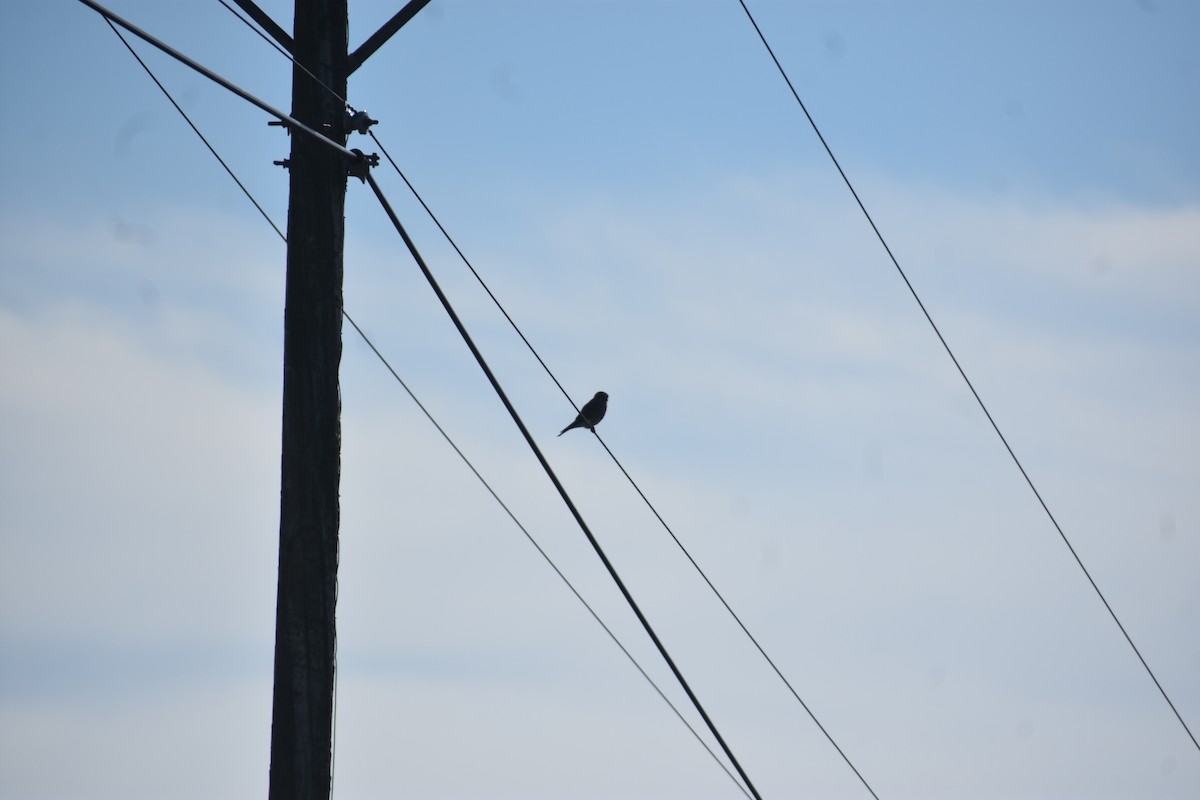 American Kestrel - ML646722162