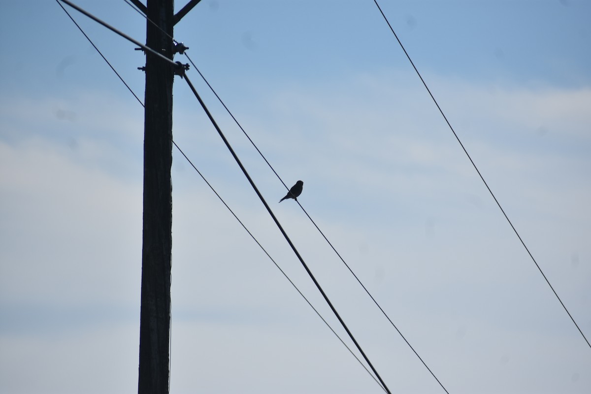 American Kestrel - ML646722163