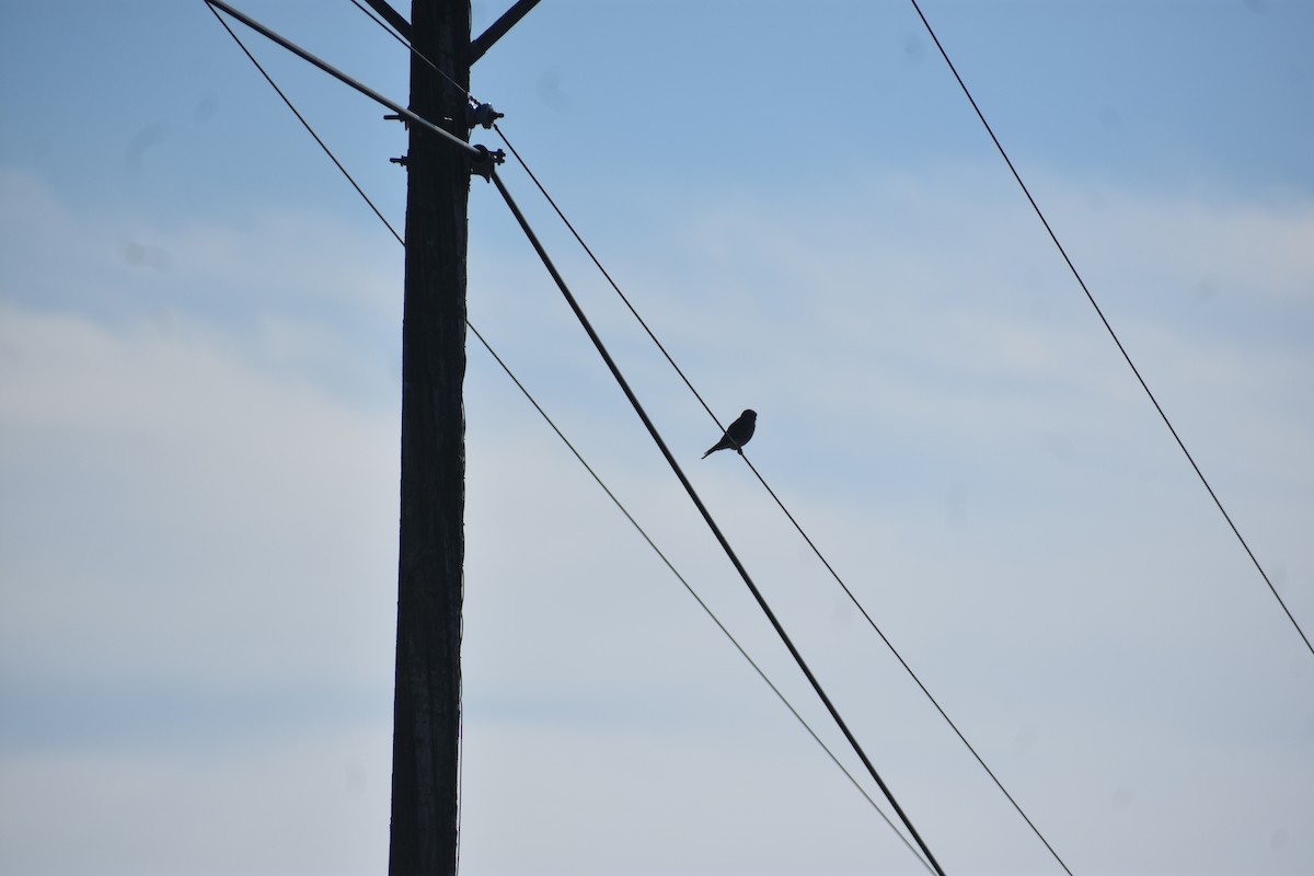 American Kestrel - ML646722164