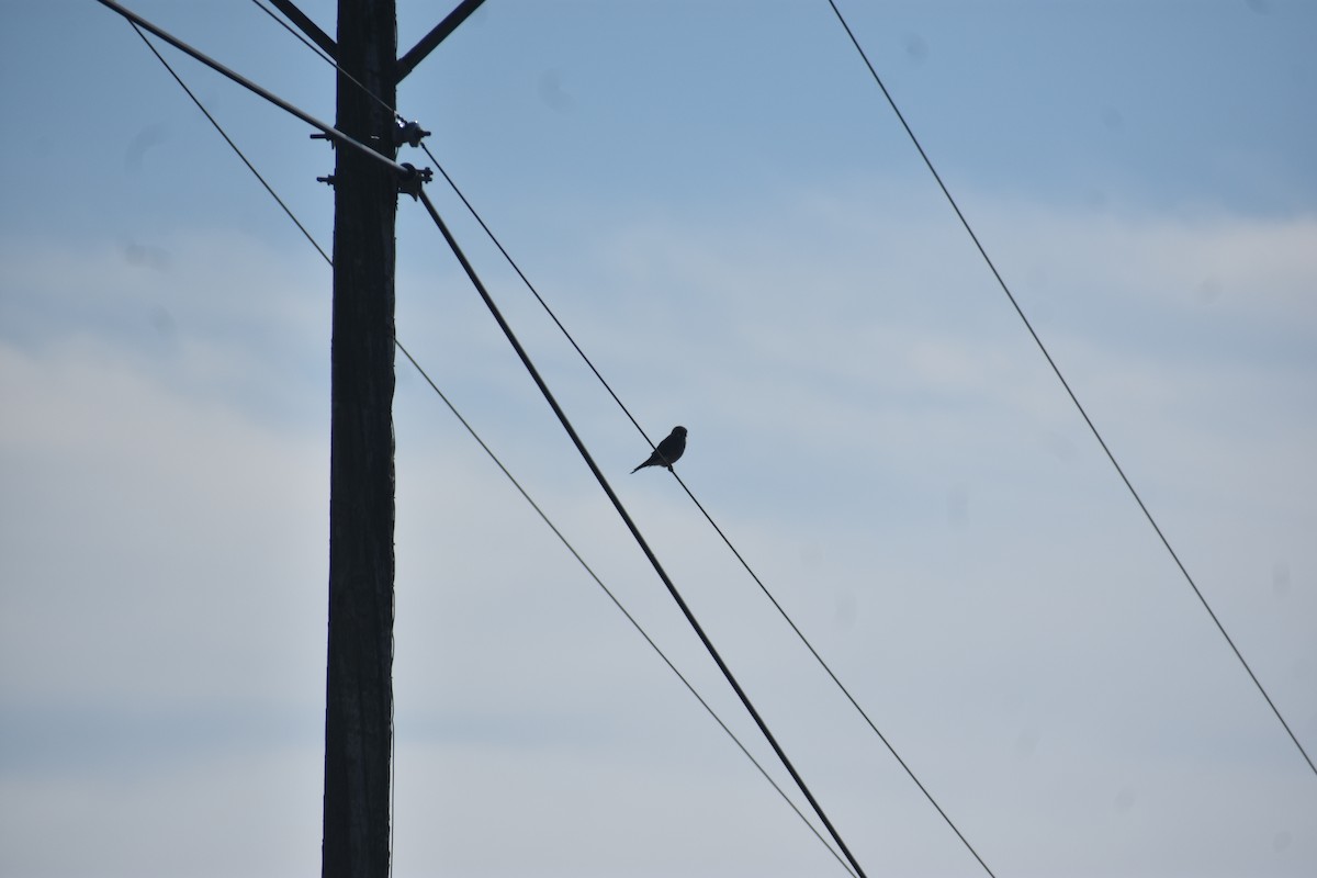 American Kestrel - ML646722165