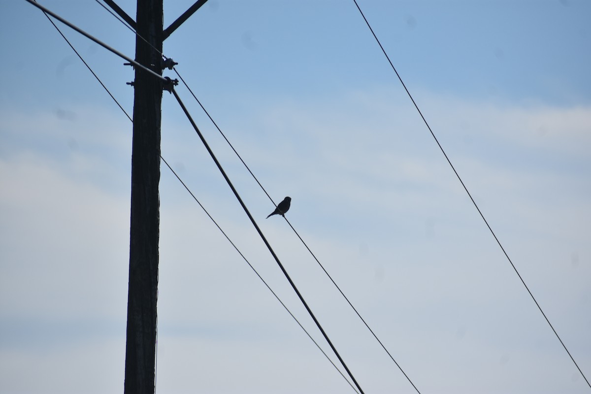 American Kestrel - ML646722166