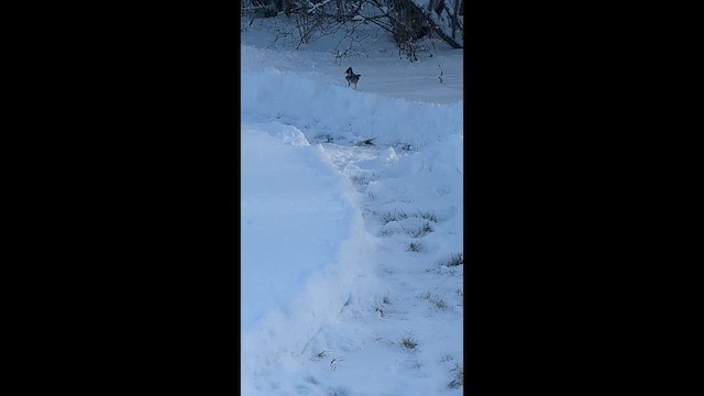 Blue Jay - ML646722167