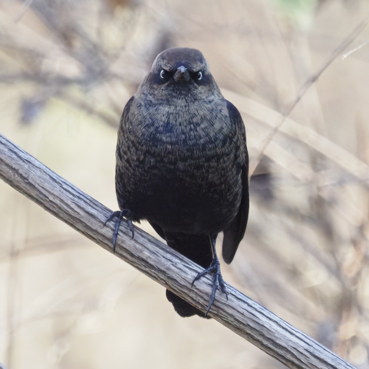 Rusty Blackbird - ML646722168