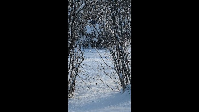 Blue Jay - ML646722171