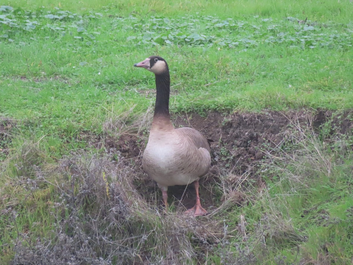 Domestic goose sp. x Canada Goose (hybrid) - ML646722172