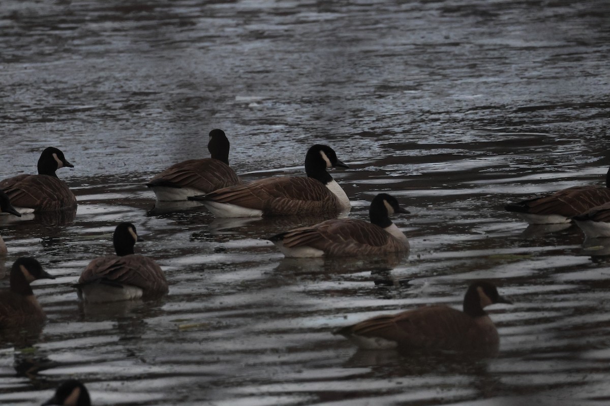 Kanadagans - ML646722176