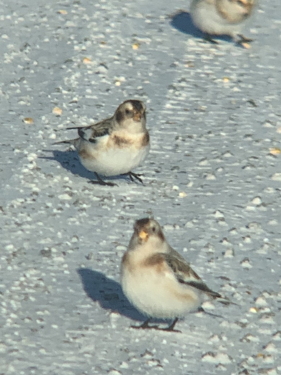 Plectrophane des neiges - ML646722178