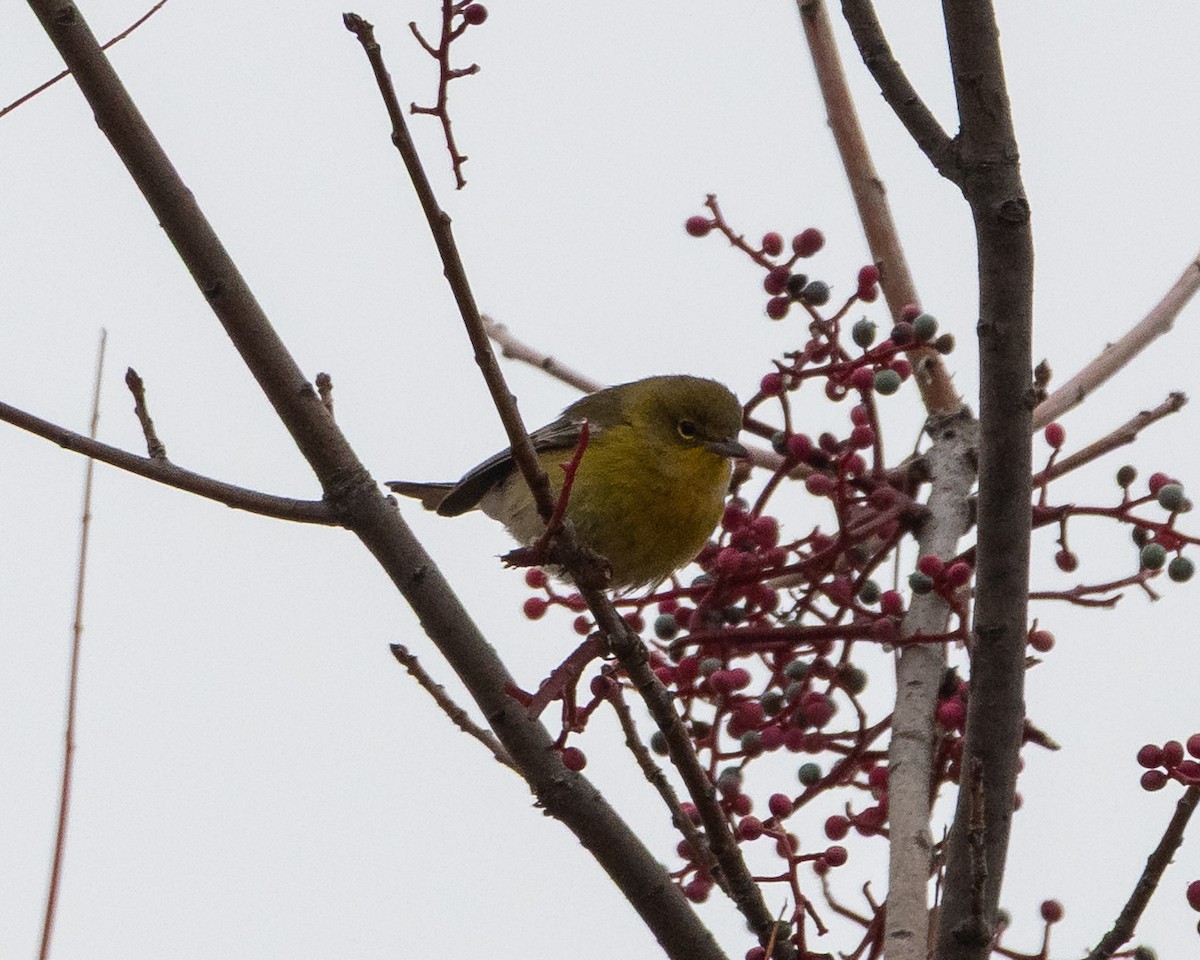 Pine Warbler - ML646722179