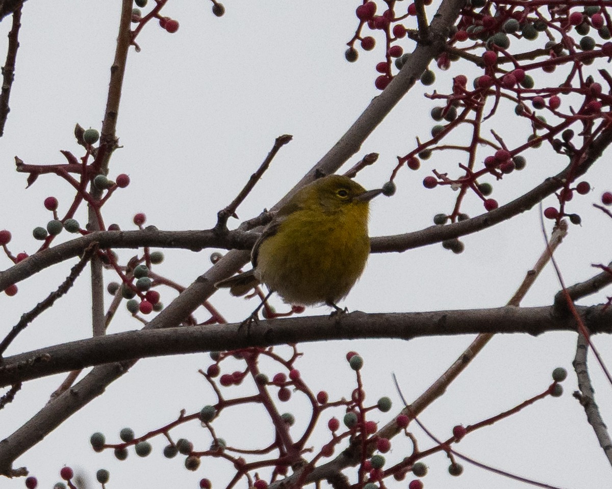 Pine Warbler - ML646722180