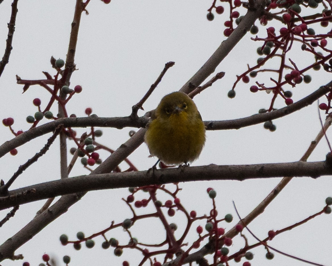 Pine Warbler - ML646722182