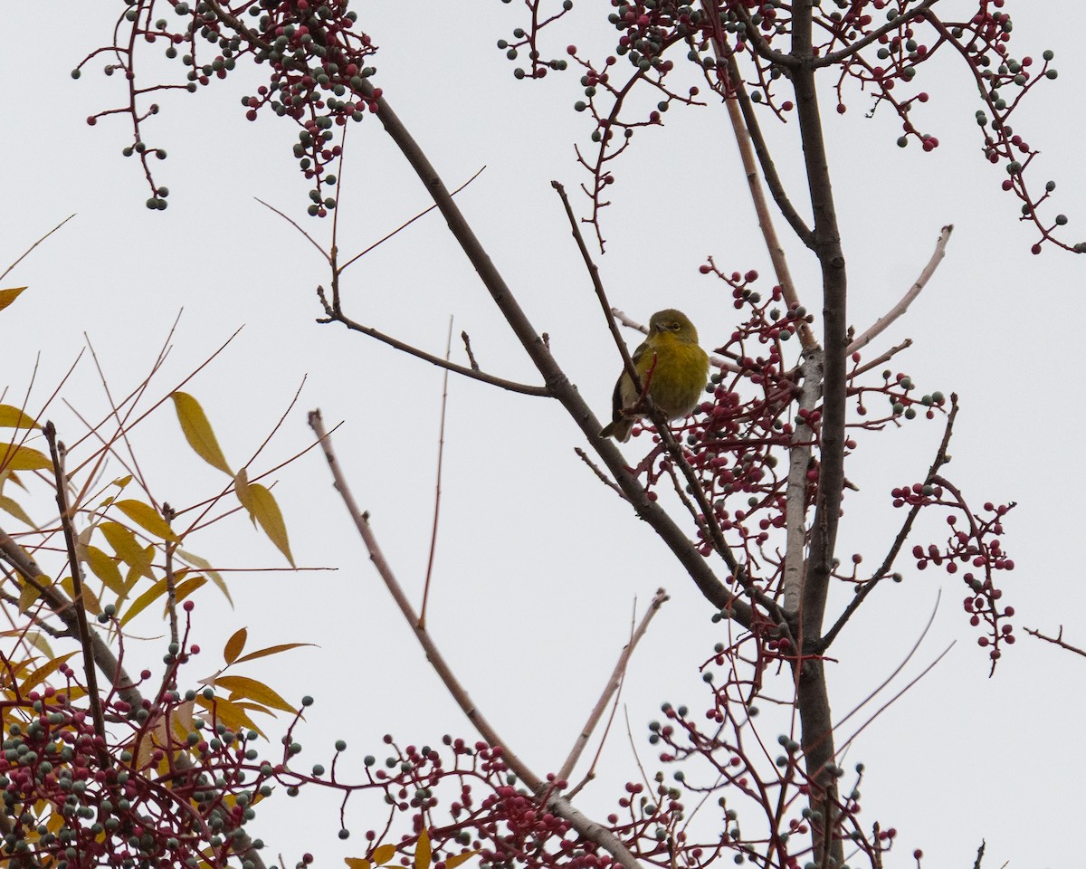 Pine Warbler - ML646722183