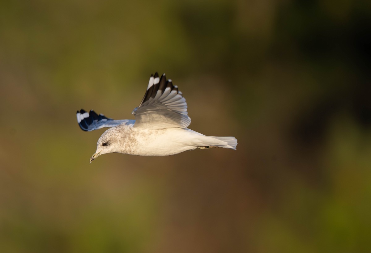 Short-billed Gull - ML646722184