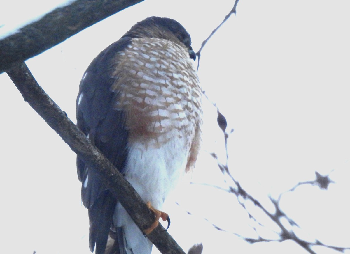 アシボソハイタカ - ML646722185