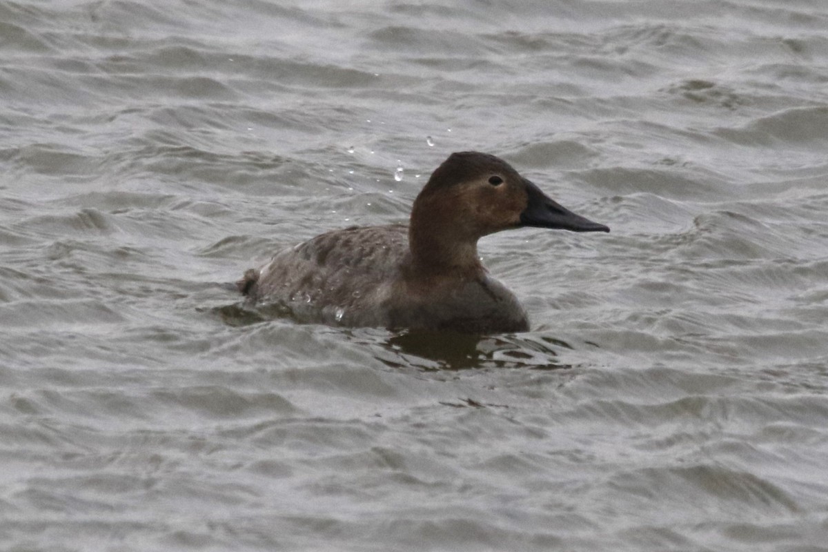 צולל ארוך-צוואר - ML646722188