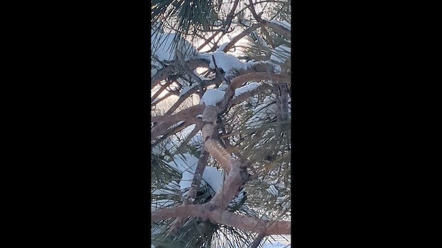 Гаїчка світлокрила - ML646722192