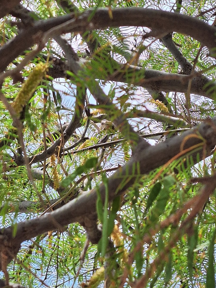 Раядито малий - ML646722193