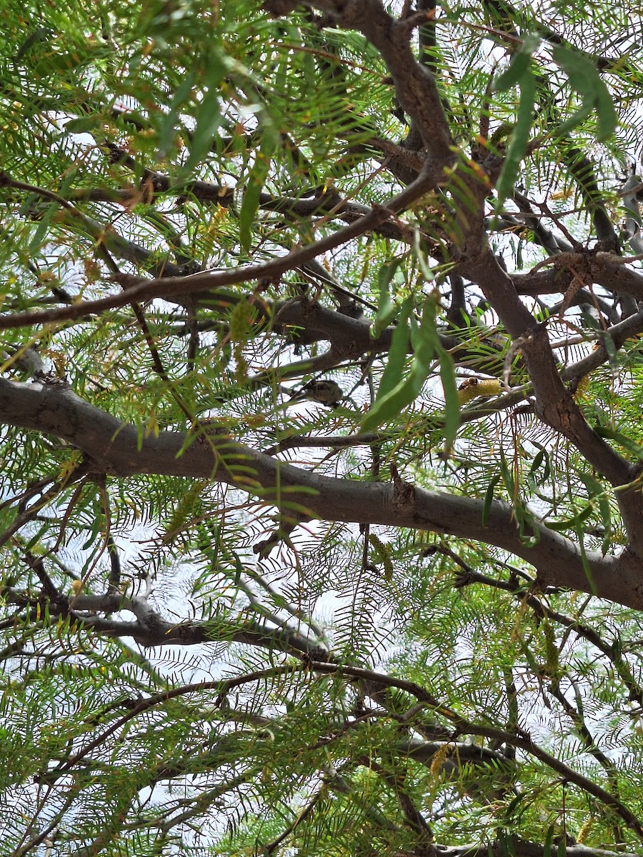 Раядито малий - ML646722194