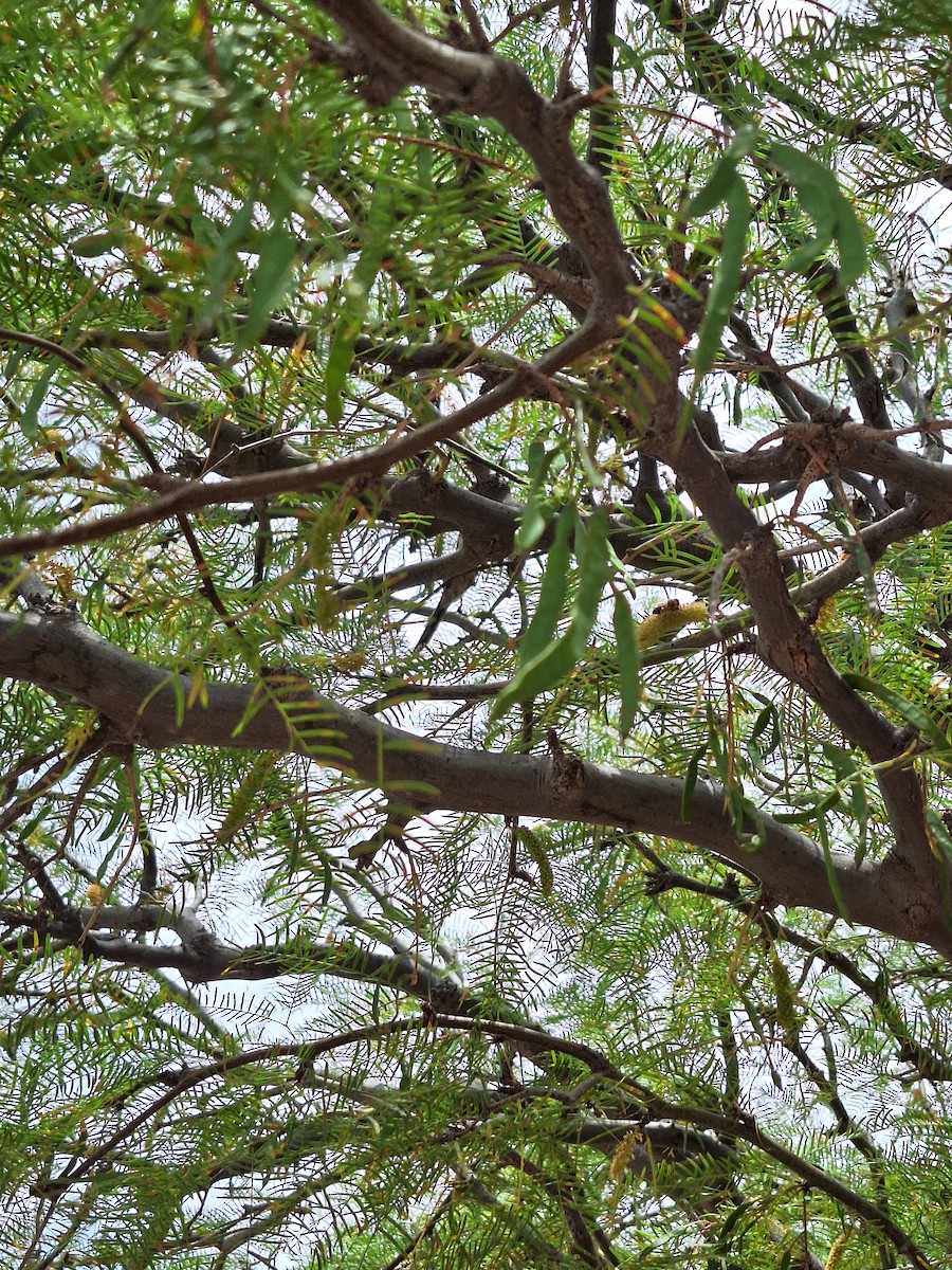 Раядито малий - ML646722195