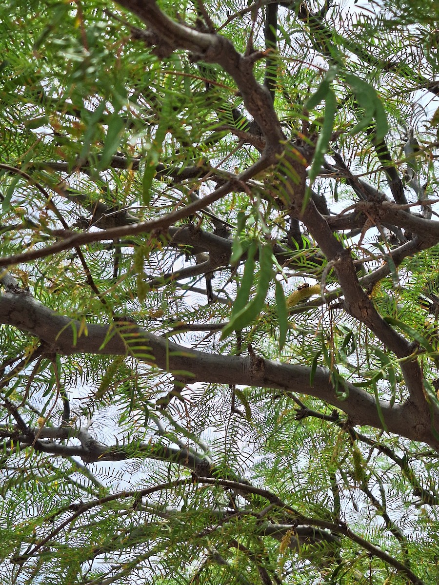 Раядито малий - ML646722196