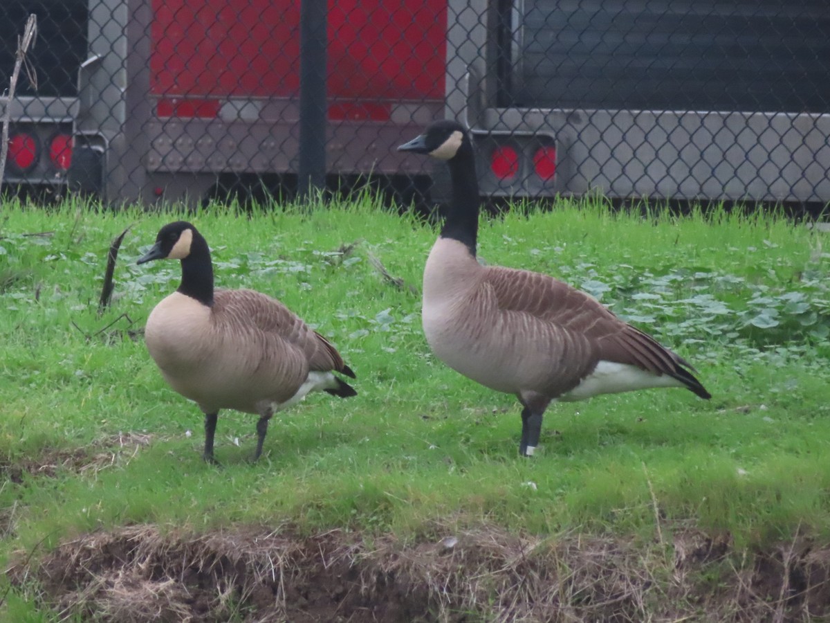 Canada Goose - ML646722197