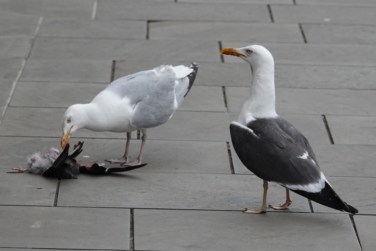 Zafferano - ML646722203