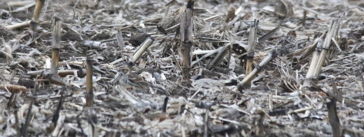 גיבתון לפלנדי - ML646722212