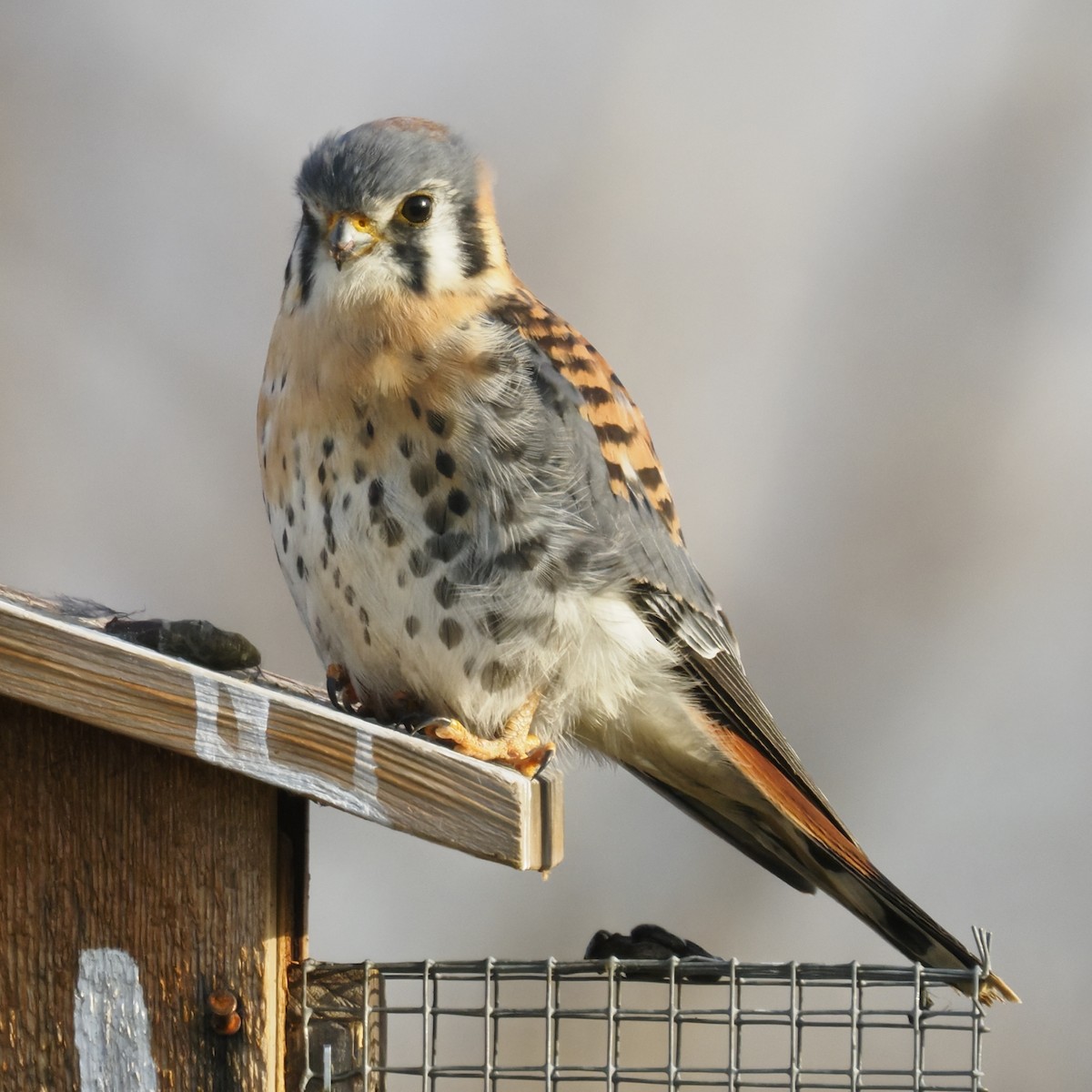 American Kestrel - ML646722214