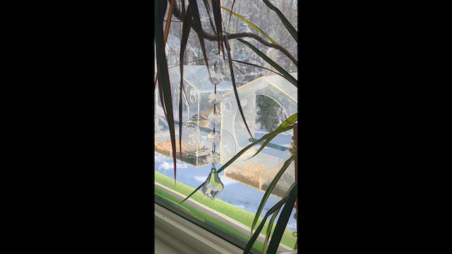 Чиж золотий - ML646722216