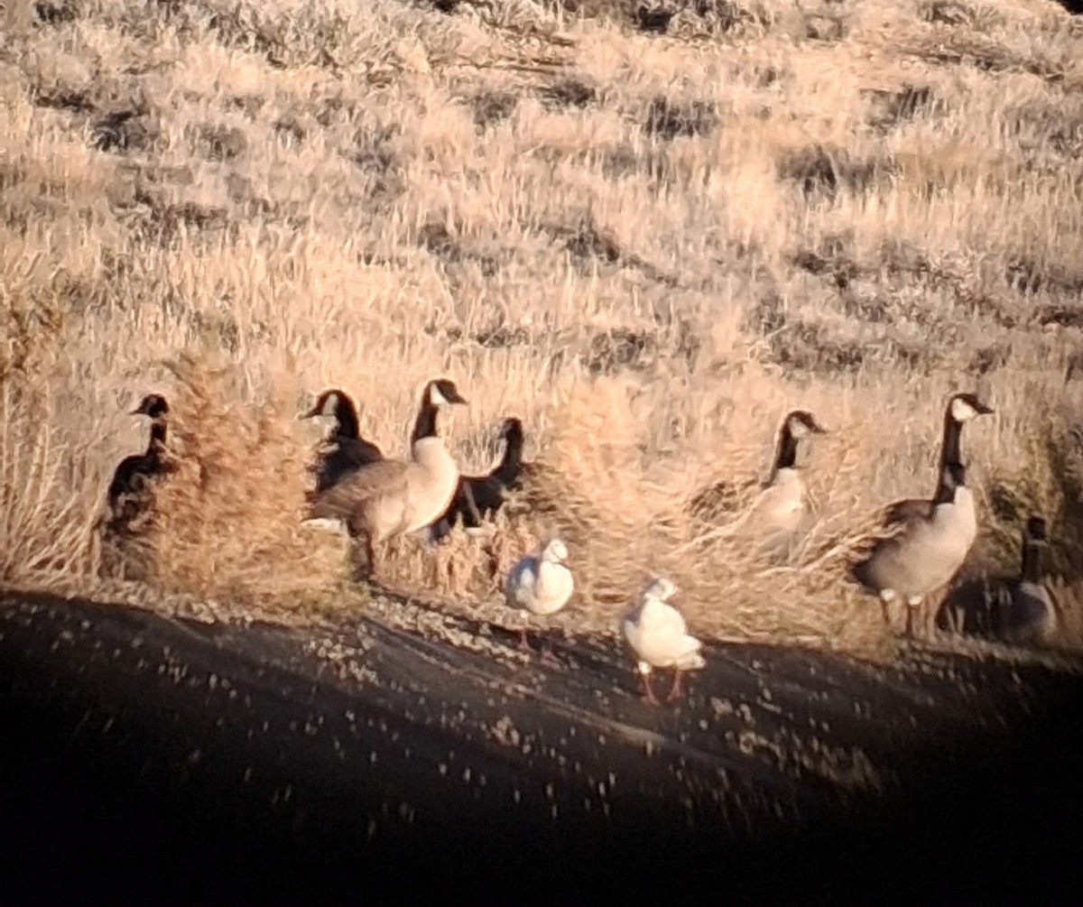 Ross's Goose - ML646722217