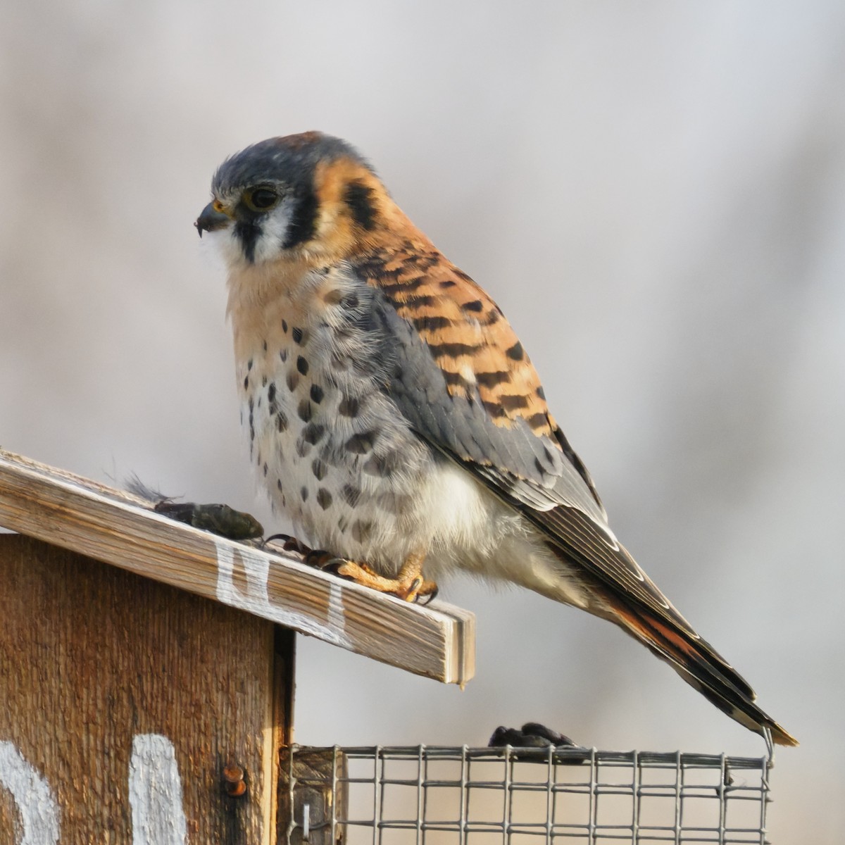 American Kestrel - ML646722219