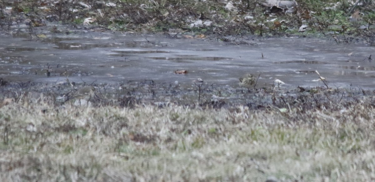 פפיון אמריקני - ML646722223