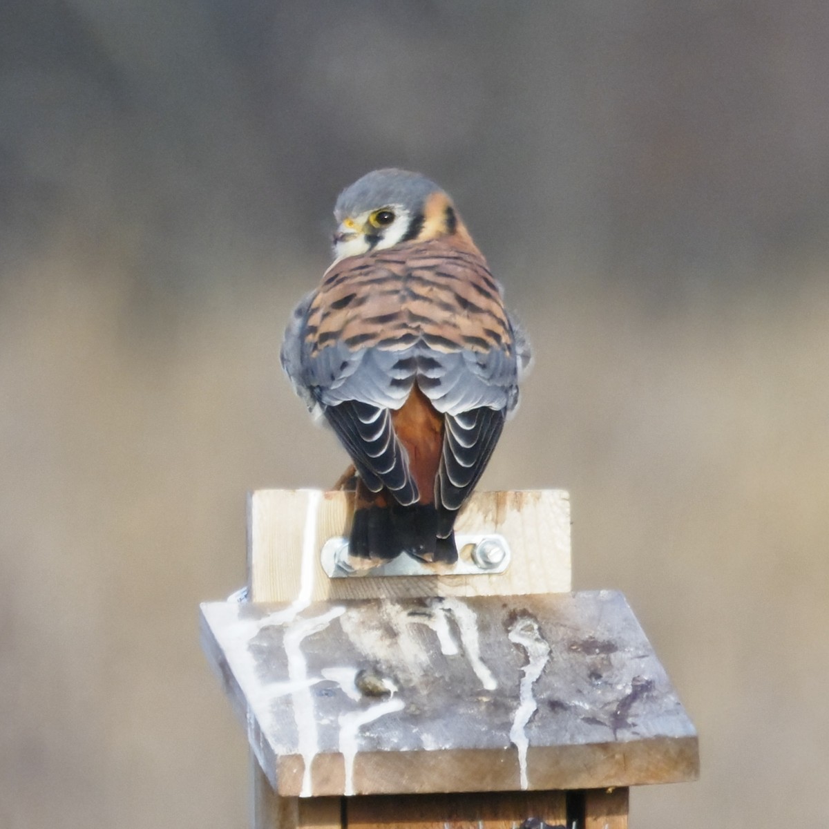 American Kestrel - ML646722227