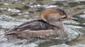 Hooded Merganser - ML646722228
