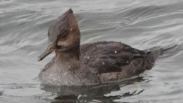 Zerra buruhandia - ML646722229