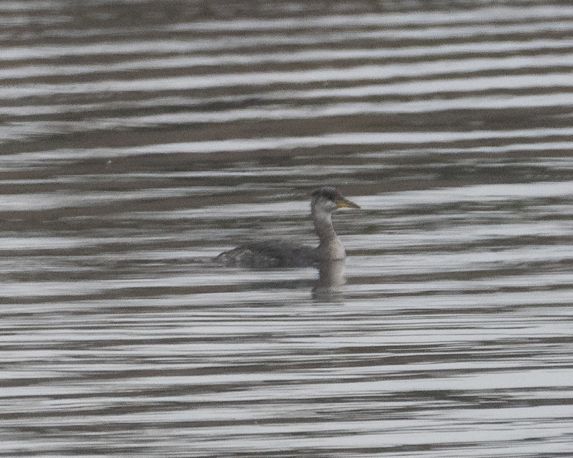 Red-necked Grebe - ML646722231
