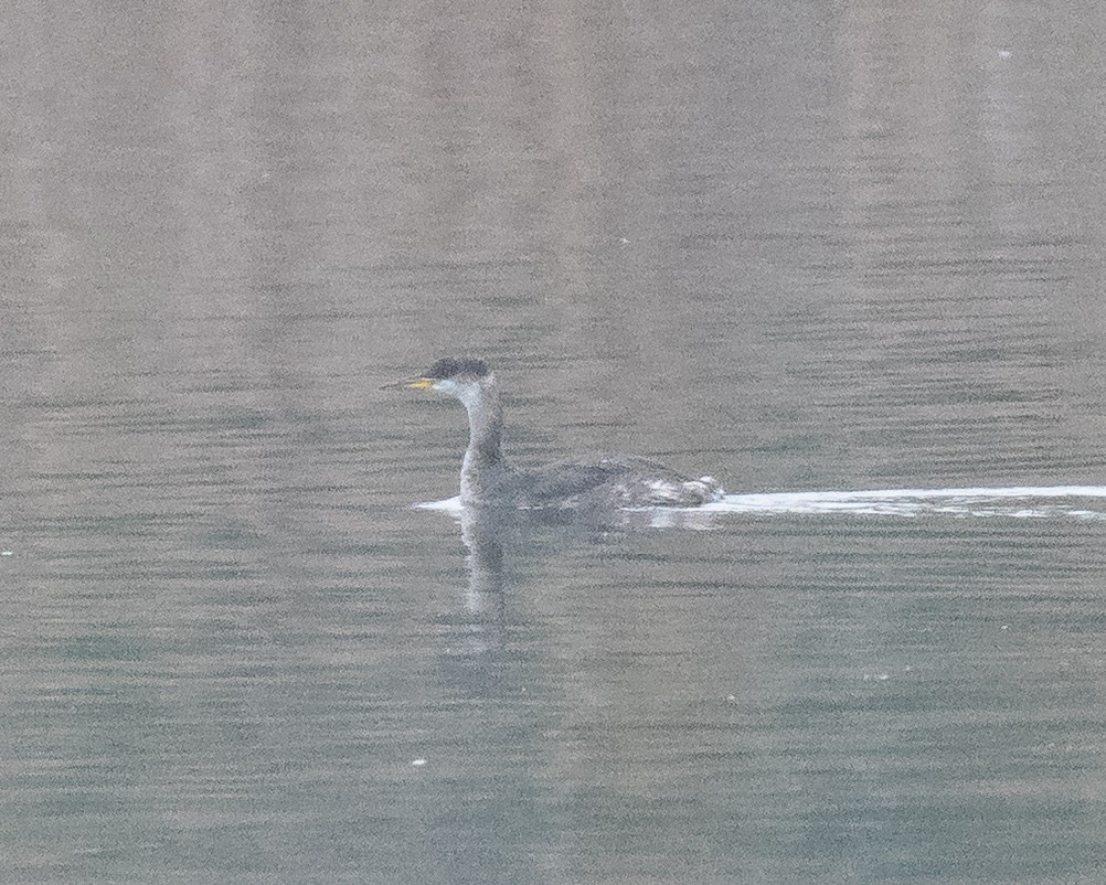 Red-necked Grebe - ML646722232