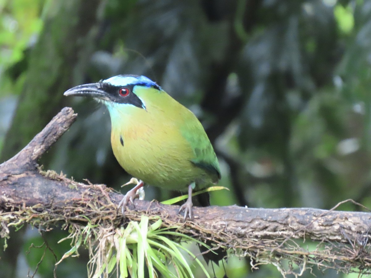 Lesson's Motmot - ML646722233