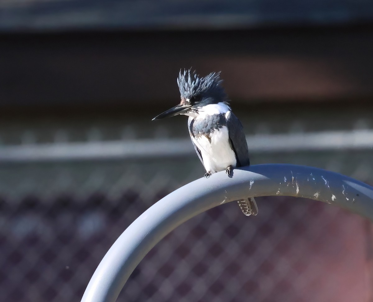 Belted Kingfisher - ML646722239