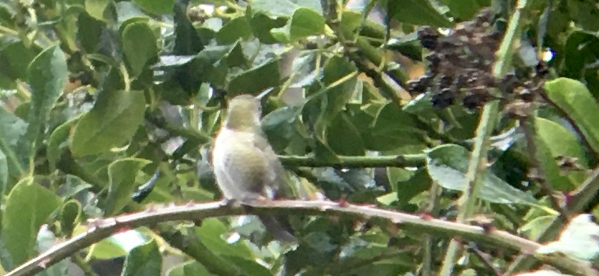 Anna's Hummingbird - ML646722241