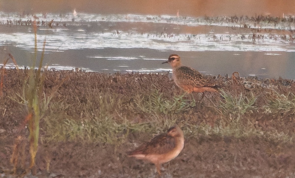 Сивка американська - ML646722243